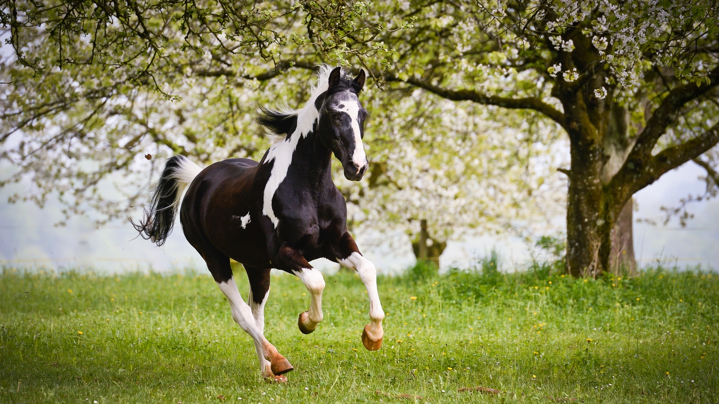 Galopp über die Weide