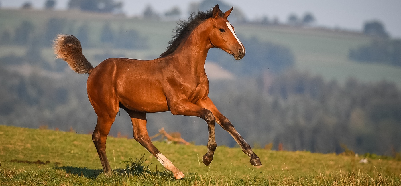 Jungpferd im Galopp