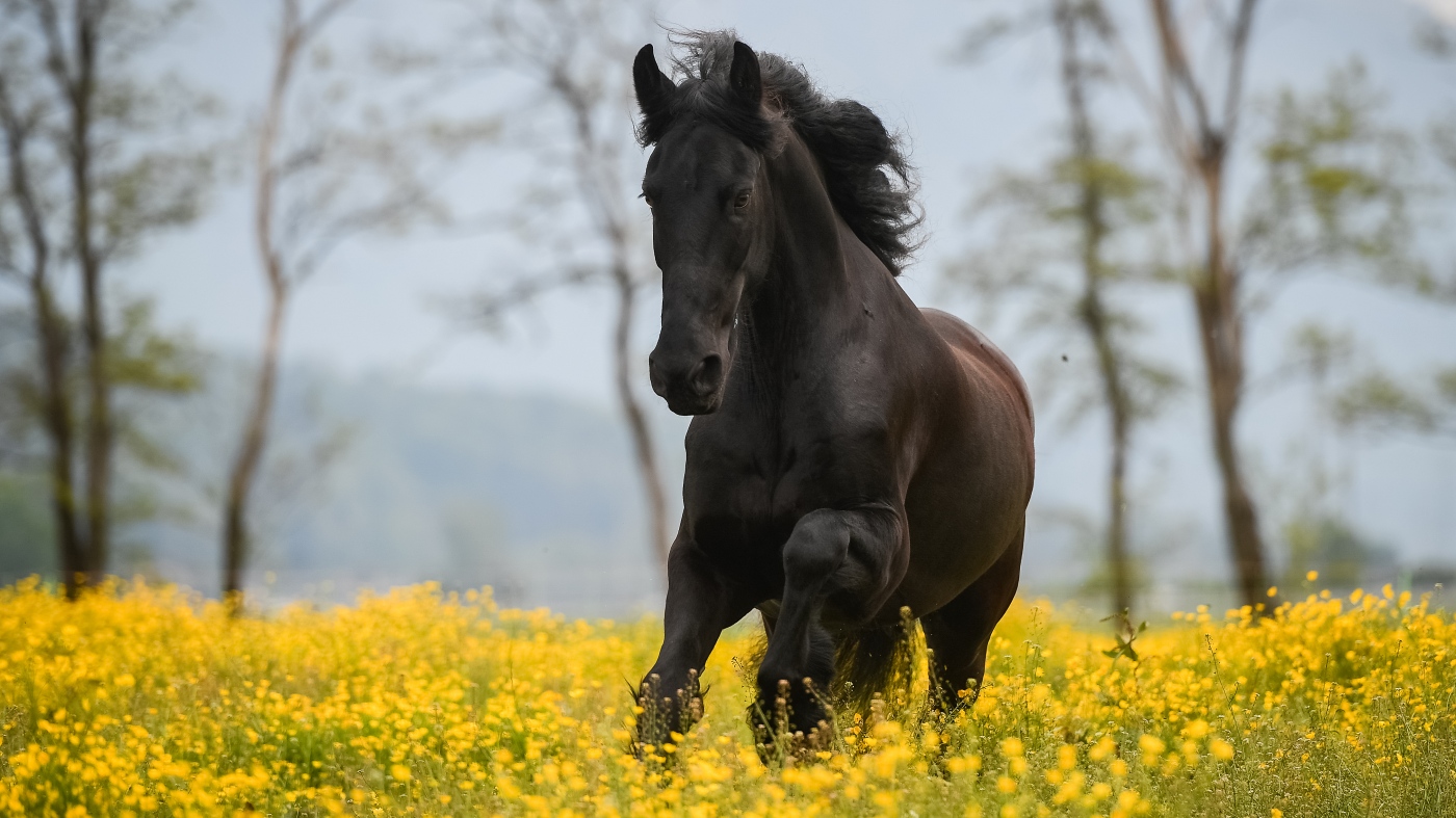 Friese in den Blumen