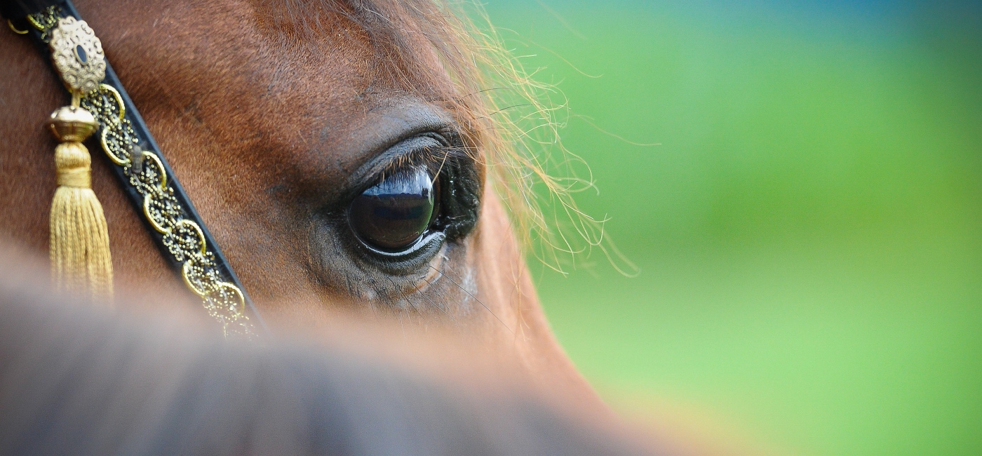 Pferd Portrait