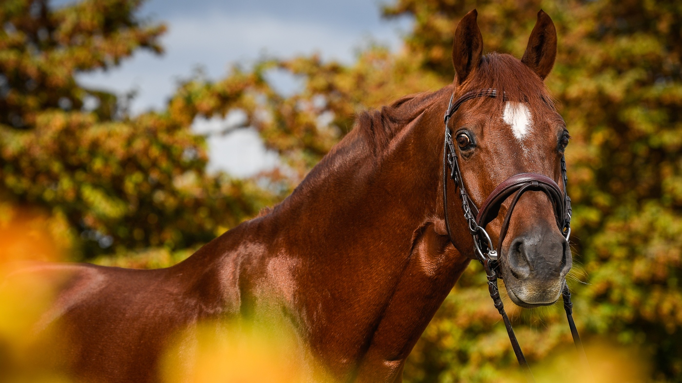 Pferd Portrait