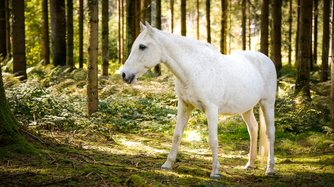 zauberhaftes Pferd im Wald