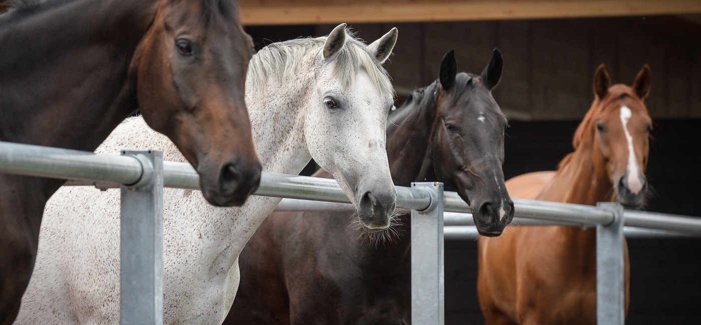 Pferde auf dem Paddock